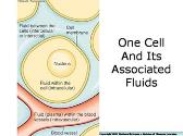 Water and The Body Fluids