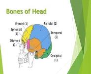 Bones and Muscles of Head PowerPoint Presentation