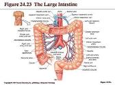 The Digestive System