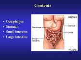 Histology of Gastrointestinal Tract