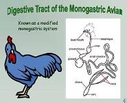 The Digestive System - A comparison of the different animal digestive systems PowerPoint Presentation Notes