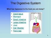 The Human Digestive System
