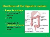 Remember the Structures of the Digestive System