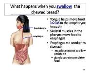 The Digestive System PowerPoint Presentation Notes