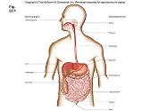 GI Tract Diseases