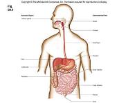 GI Tract Diseases PowerPoint Presentation Notes