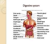 Introduction and Physiological anatomy of Gastro Intestinal tract PowerPoint Presentation Notes