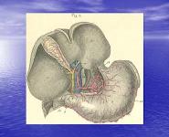 Anatomy of stomach and its relations PowerPoint Presentation