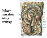 The Abdomen PowerPoint Presentation Notes