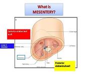 Anatomy of the Small Intestine PowerPoint Presentation