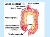 Small and Large Intestines