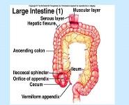 Small and Large Intestines PowerPoint Presentation Notes