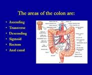 The Large Intestine PowerPoint Presentation