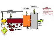 Evaluation and Management of Chronic Diarrhea PowerPoint Presentation Notes