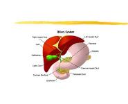 Diseases of the Biliary Tract PowerPoint Presentation Notes