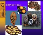 Cholelithiasis PowerPoint Presentation Notes