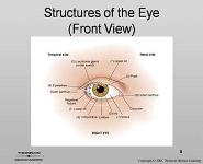The Special Senses (Eye and Ear) PowerPoint Presentation Notes