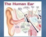 Sensory System PowerPoint Presentation