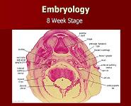 Congenital Aural Atresia PowerPoint Presentation