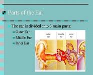 How the Ear Works PowerPoint Presentation Notes
