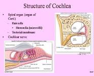 The Ear PowerPoint Presentation Notes