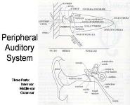 The Human Ear and Voice PowerPoint Presentation