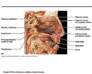 The Respiratory System PowerPoint Presentation Notes