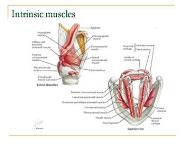 Anatomy of Larynx PowerPoint Presentation
