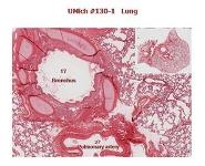 Nasal cavity Pharynx and Larynx PowerPoint Presentation