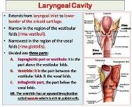 Larynx Trachea and Bronchi PowerPoint Presentation