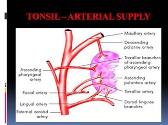 Anatomy of Tonsil and Acute Tonsillitis-Differential Diagnosis And Management