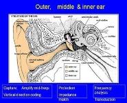 Hearing and Deafness - Anatomy and physiology PowerPoint Presentation Notes