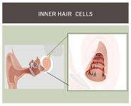 Hearing Conversation for Musicians PowerPoint Presentation