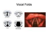 Vocal Mechanism