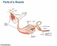 Building Muscular Strength and Endurance PowerPoint Presentation