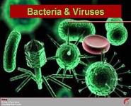 Bacteria and Viruses PowerPoint Presentation