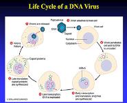 Viruses PowerPoint Presentation