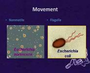 Viruses and Bacteria PowerPoint Presentation