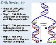 DNA: The Genetic Material PowerPoint Presentation