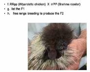 Non-Mendelian Genetics PowerPoint Presentation