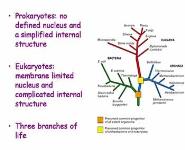 DNA and Genes PowerPoint Presentation
