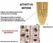 GENES, MUTATIONS and DISEASES-UNDERSTANDING THE ORIGINS OF GENETIC DISORDERS PowerPoint Presentation