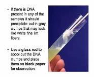 The Molecule of Life-DNA PowerPoint Presentation
