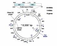 Fundamentals of Forensic DNA Typing PowerPoint Presentation