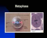 The Cell Cycle-Mitosis and Meiosis PowerPoint Presentation