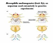Sex Linkage and Sex Determination PowerPoint Presentation