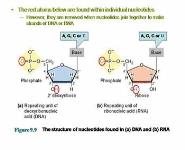 DNA and Chromosomes PowerPoint Presentation