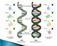 DNA PowerPoint Presentation