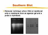 DNA Fingerprinting and Forensic Analysis