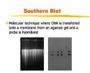 DNA Fingerprinting and Forensic Analysis PowerPoint Presentation
